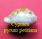 Cypraea (Pyrum) petitiana, Crosse 1872